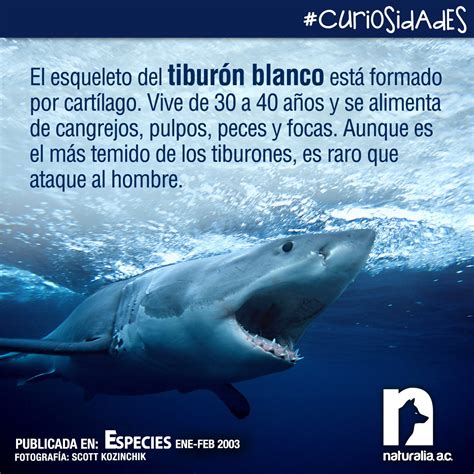 Datos Interesantes Del Tiburon Blanco Actualizado Abril 2024
