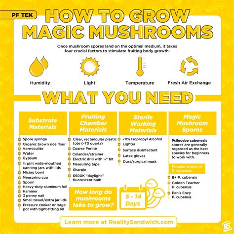 How To Grow Magic Mushrooms Step By Step Nxtpsychedelics