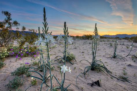 Desert Lily Preserve Desert Lilies Are Blooming By The Ten Flickr