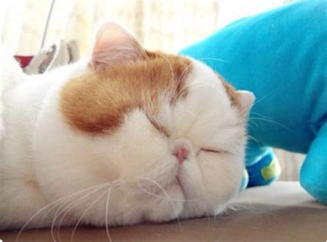 Snoopybabe The Definitive Gallery Of Instagrams Cutest Cat