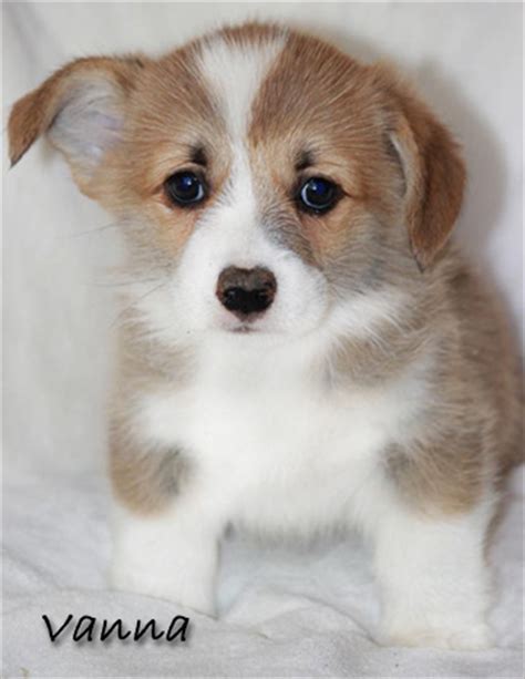 We raise, train, breed, rescue, and adopt pembroke welsh corgi adults and puppies in alexandria, minnesota. The Girls