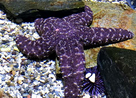 Colorchallenge Sundaypurple Starfish By Sunscape