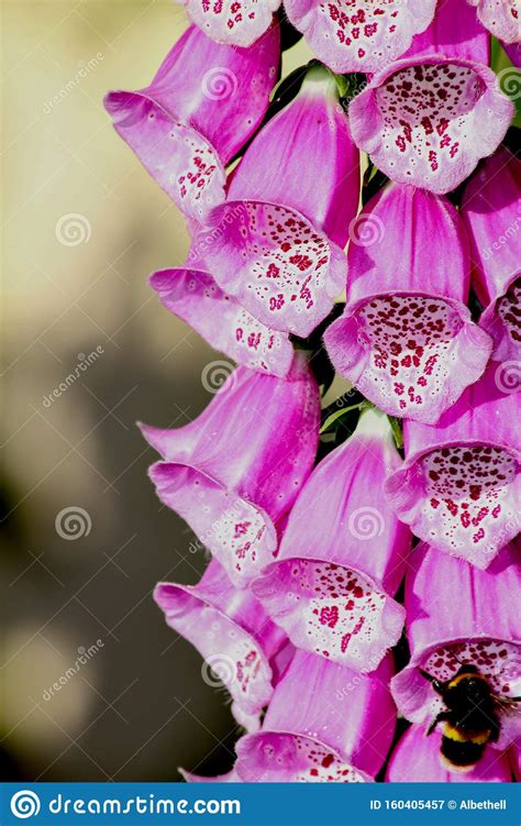 Flowers Foxglove Digitalis Purpurea Summer Flowering Bright Pink Bell