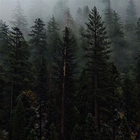 ⊹ ⋆ﾟ꒰ఎ ♥︎ ໒꒱ ⋆ﾟ⊹ Dark Naturalism Green Aesthetic Dark Forest