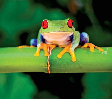 7 Awesome Frog Species Of The Tropics Britannica