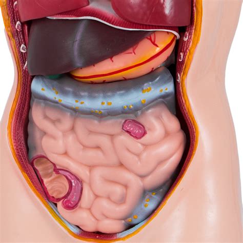 Male Upper Torso Anatomy Human Internal Organs 3d Model Besides Arm