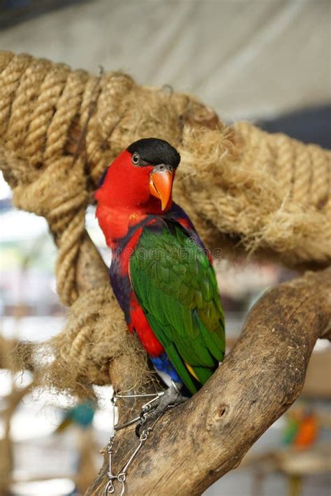 Parrot Bird Portrait Stock Photo Image Of Farm Green 37002272