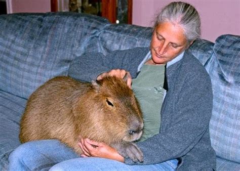 Nobody knows for sure how they came to be known as 'guinea pigs' because they are. Wit and Humour from the Flatlands: Largest Guinea pig in ...