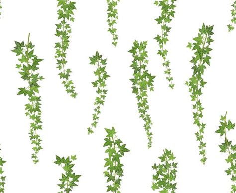 Ivy Wall Illustrations Royalty Free Vector Graphics And Clip Art Istock