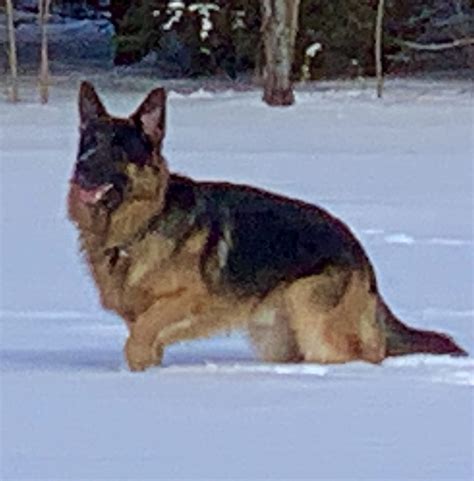 German Shepherds For Sale In Chicago Illinois Regis Regal