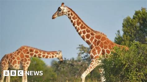 giraffes facing silent extinction as population plunges bbc news