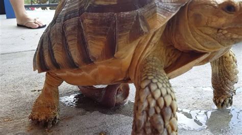 6 Year Old Sulcata Tortoise Male Organ Trying To Mate Part 1 Youtube