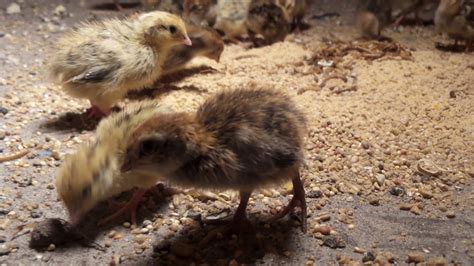 Baby Quails Eating Mealworms Youtube
