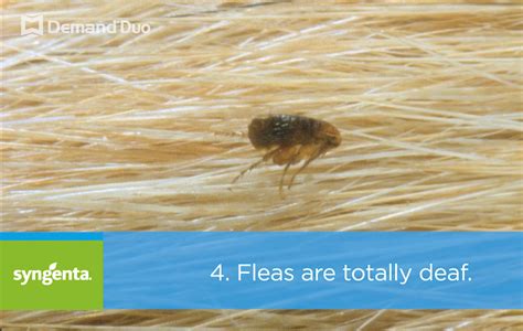 Talking Pest Control Facts About Fleas Syngenta Ppm