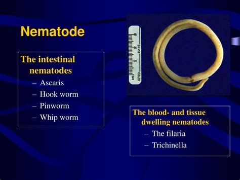 Ppt Medical Parasitology Powerpoint Presentation Free Download Id