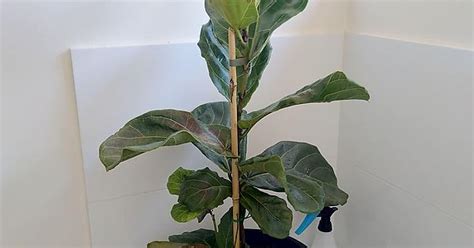 Tried Moving My Fiddle Leaf Fig Outside And Now It Has Massive Dead
