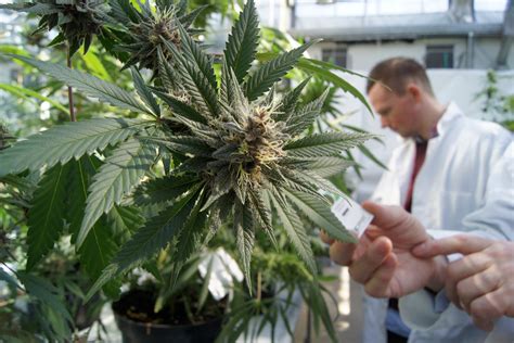 Cannabis The Healing Vegetable