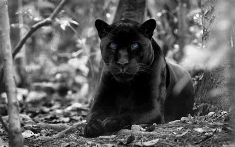 Arriba 88 Images Fondos De Pantalla Pantera Negra Animal Viaterramx