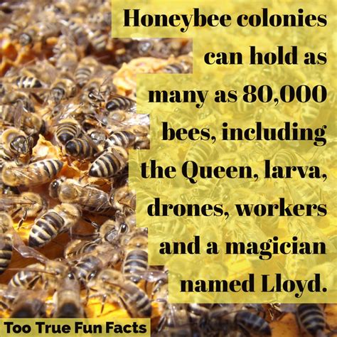 Too True Fun Facts On Twitter Bee Fun Fact Bees Bee