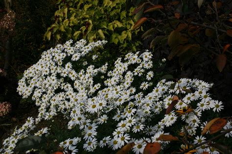 Chrysanthemum Stella Ballyrobert Gardens