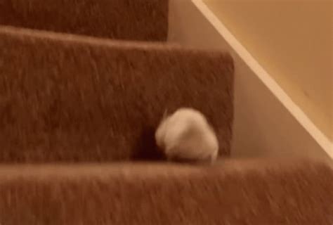 Mouse Running Gif Mouse Running Cute Discover And Share Gifs