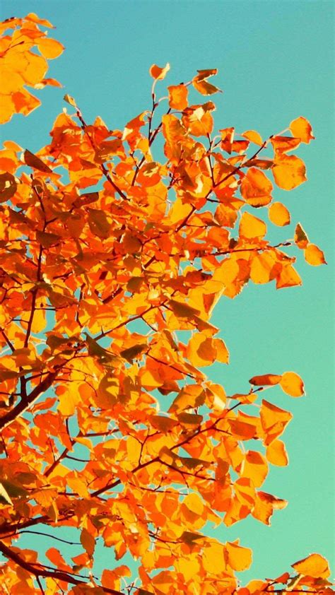 Fall Tree Art Iphone Wallpapers Free Download