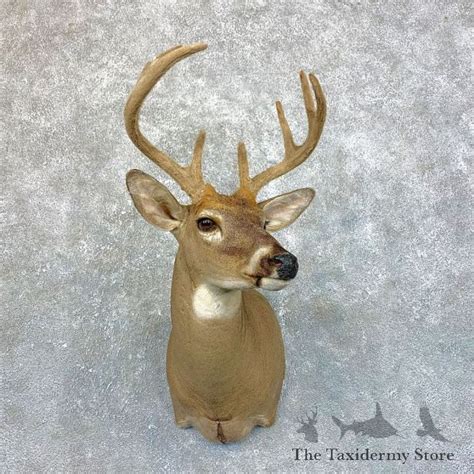 Whitetail Deer Taxidermy For Sale