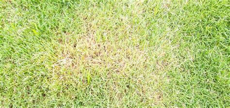 Causes And Solutions To Brown Or Yellow Lawn Patches West Norfolk