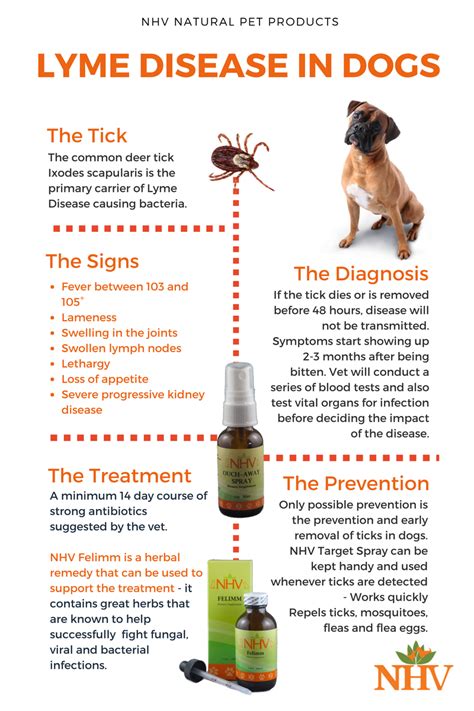 How Is Lyme Disease Diagnosed In Dogs