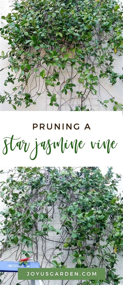 Pruning A Star Jasmine Vine When And How To Do It In 2020 Star