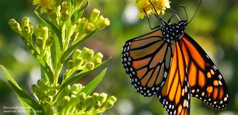 six ways to save monarchs the national wildlife federation blog the national wildlife