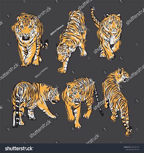 Vector Illustration Hand Drawn Tigers Set Stock Vector Royalty Free