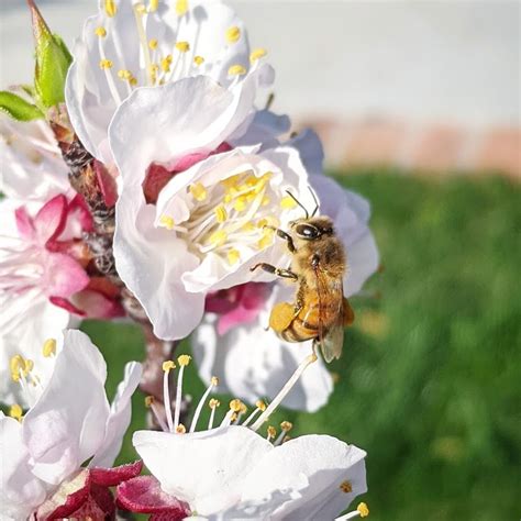 3 may 2021 by anupriya narsaria. Save the Bees