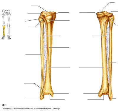 The skeletal system also provides attachment points for muscles to allow movements at. Tibia Fibula