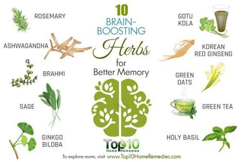 10 Brain Boosting Herbs For Better Memory Top 10 Home Remedies