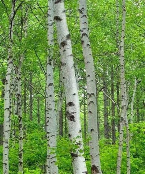 Silver Birch Trees Betula Pendula Tree Saplingsseedlings Buy