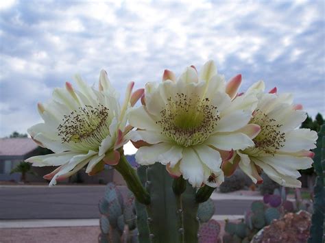 Photos Of Cactus In Apache Junction Az Mesa Flagstaff Live Prices
