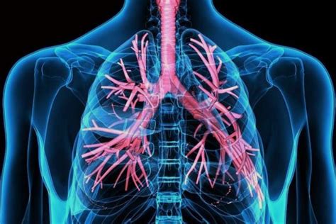 El Sistema Respiratorio Conceptos Definiciones Y Caracteristicas