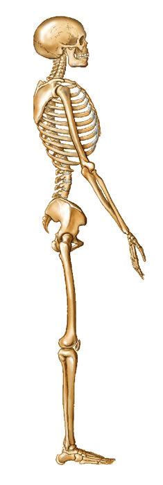 A system is an organization of varying numbers and kinds of organs so arranged that together they can perform. side view skeleton | Front, Back and Side Views of ...