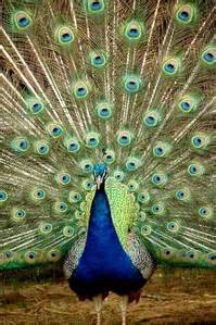 Brennan ( department of ecology and evolutionary biology, yale an extreme example of intersexual selection can be found in species where males form leks. Sexual Selection - Human behavioural ecology
