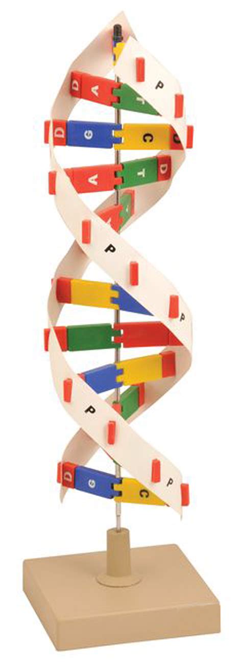 Dna Model Kit Eduscience Video Gallery