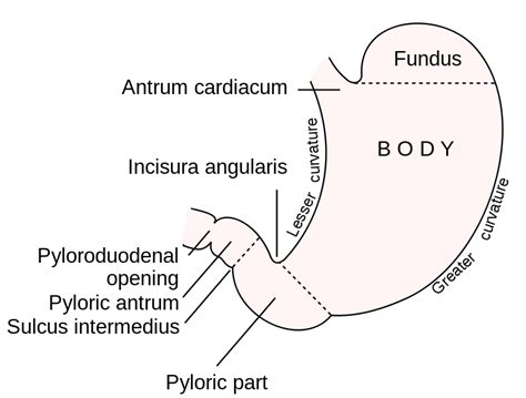 The Stomach Boundless Anatomy And Physiology