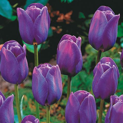 Twelve Of The Most Popular Tulip Varieties The