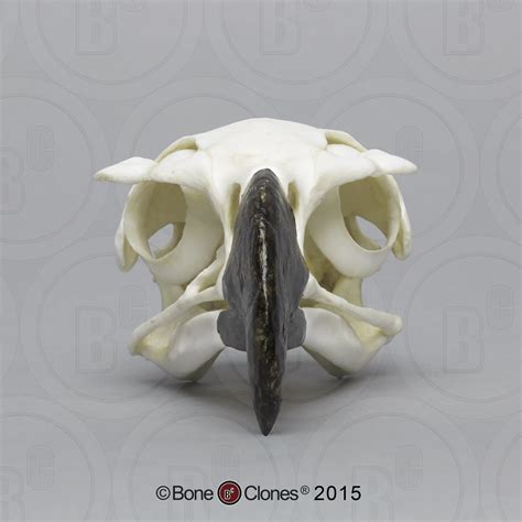 Harpy Eagle Skull Bone Clones Inc Osteological Reproductions