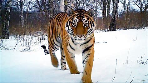 Siberian Tiger Kill Operation Snow Tiger Bbc Earth Youtube
