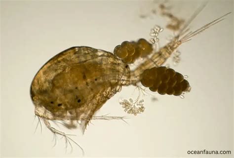 Are Copepods Herbivores What Do Copepods Eat Ocean Fauna