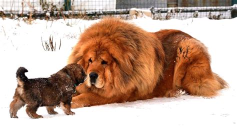 Tibetan Mastiff Vs Lion