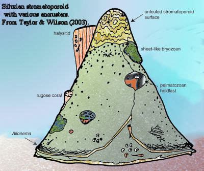 Palaeos Metazoa: Porifera: Stromatoporoidea - 2