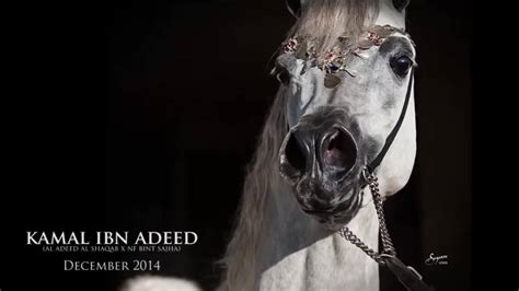 Arabians Ltd Kamal Ibn Adeed 30 Video
