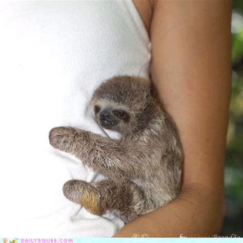 Baby Sloth Hugs Will Make Me A Hug Er Person Baby Sloth Cute Baby
